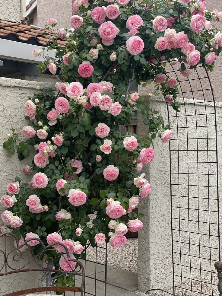RosyNest - Climbing Rose Flower Seeds