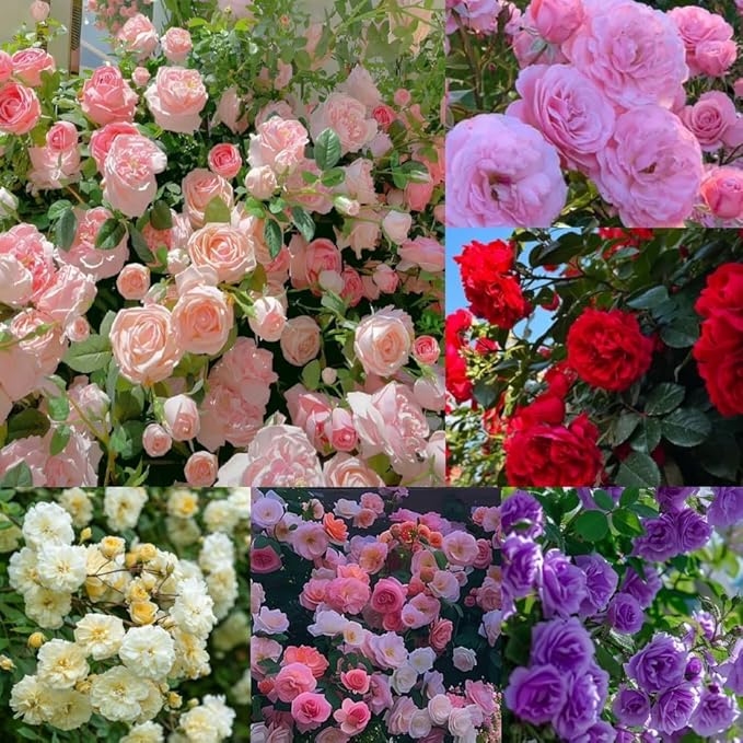 RosyNest - Climbing Rose Flower Seeds