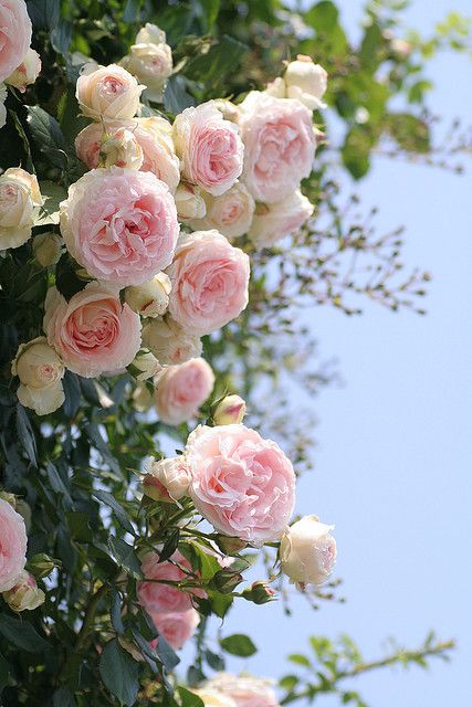 RosyNest - Climbing Rose Flower Seeds