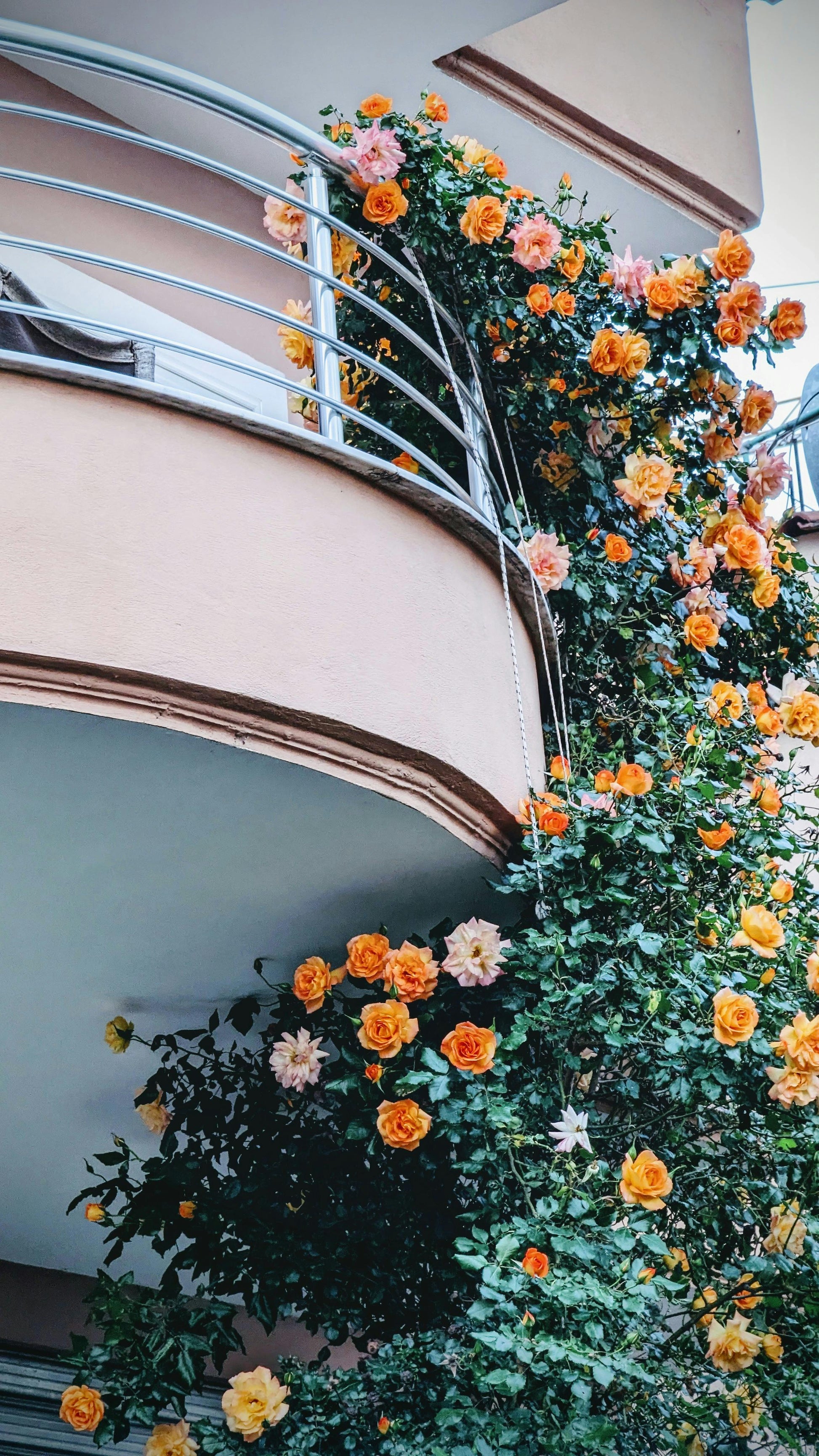 RosyNest - Climbing Rose Flower Seeds